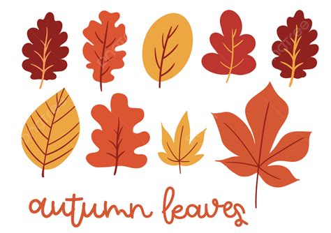 fall leaf illustration